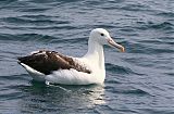Northern Royal Albatrossborder=